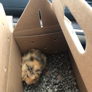 Meet your Posher, Evelyn